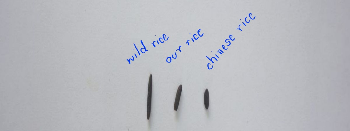differences between wild and black rice