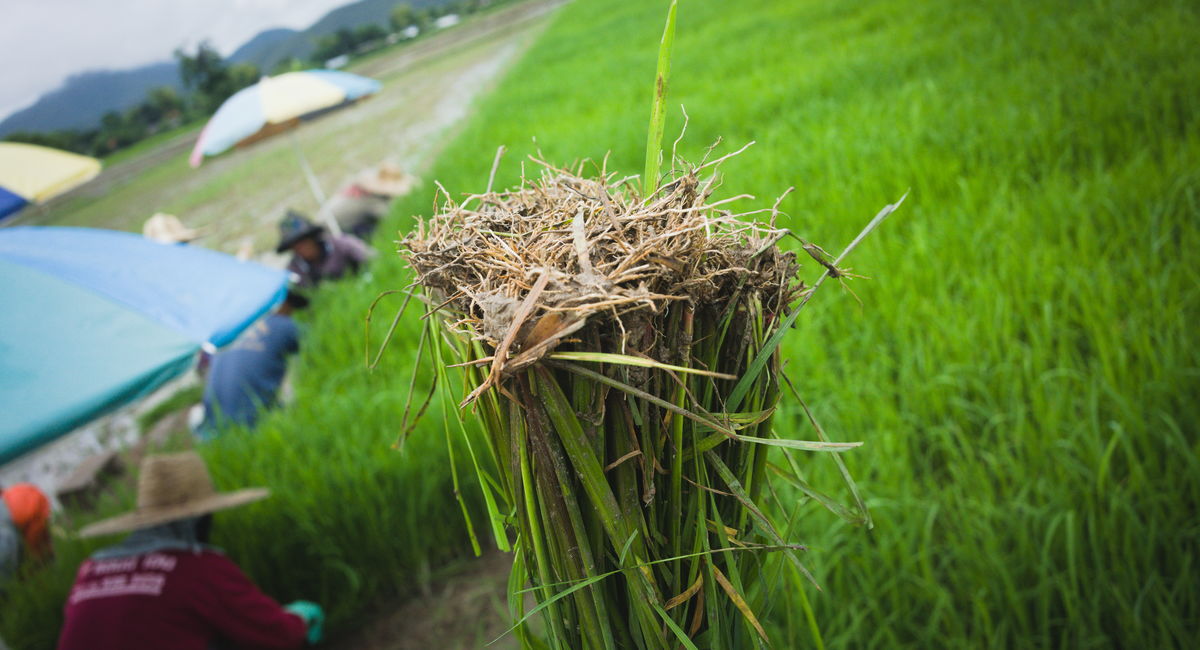 rice farmer in Thailand
