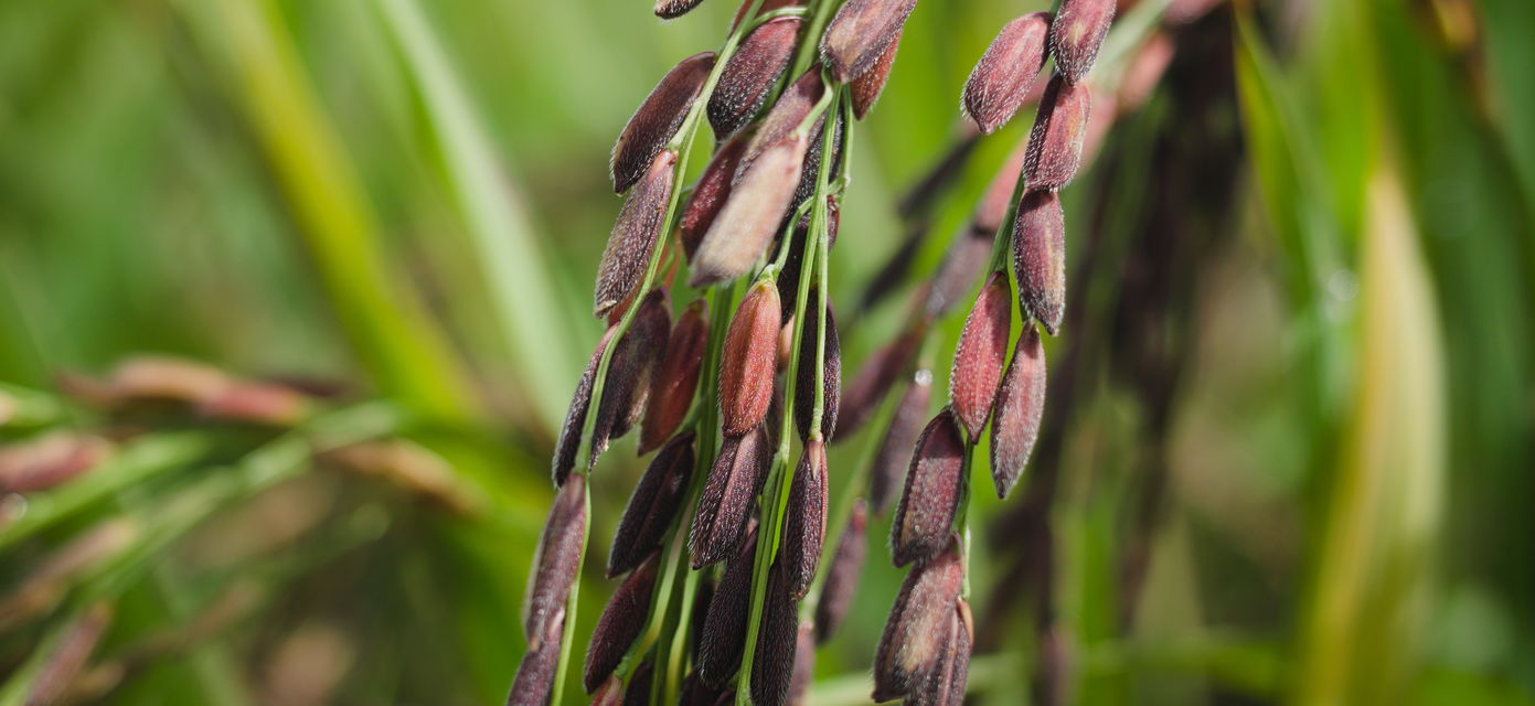 verify the authenticity of black rice with the vinegartest