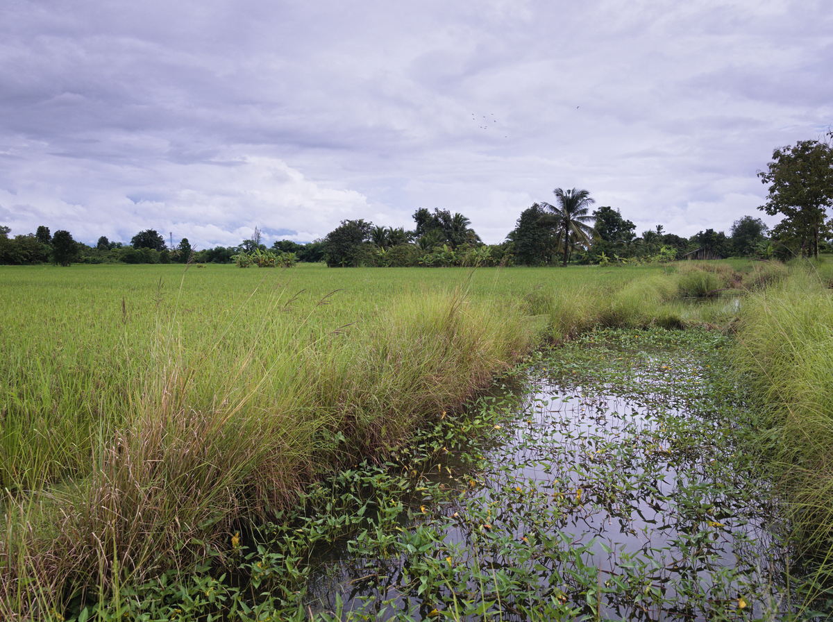 growing black rice in Chiang Mai, Northern Thailand