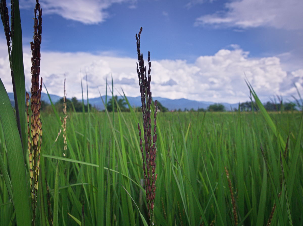 growing black rice in Chiang Mai, Northern Thailand