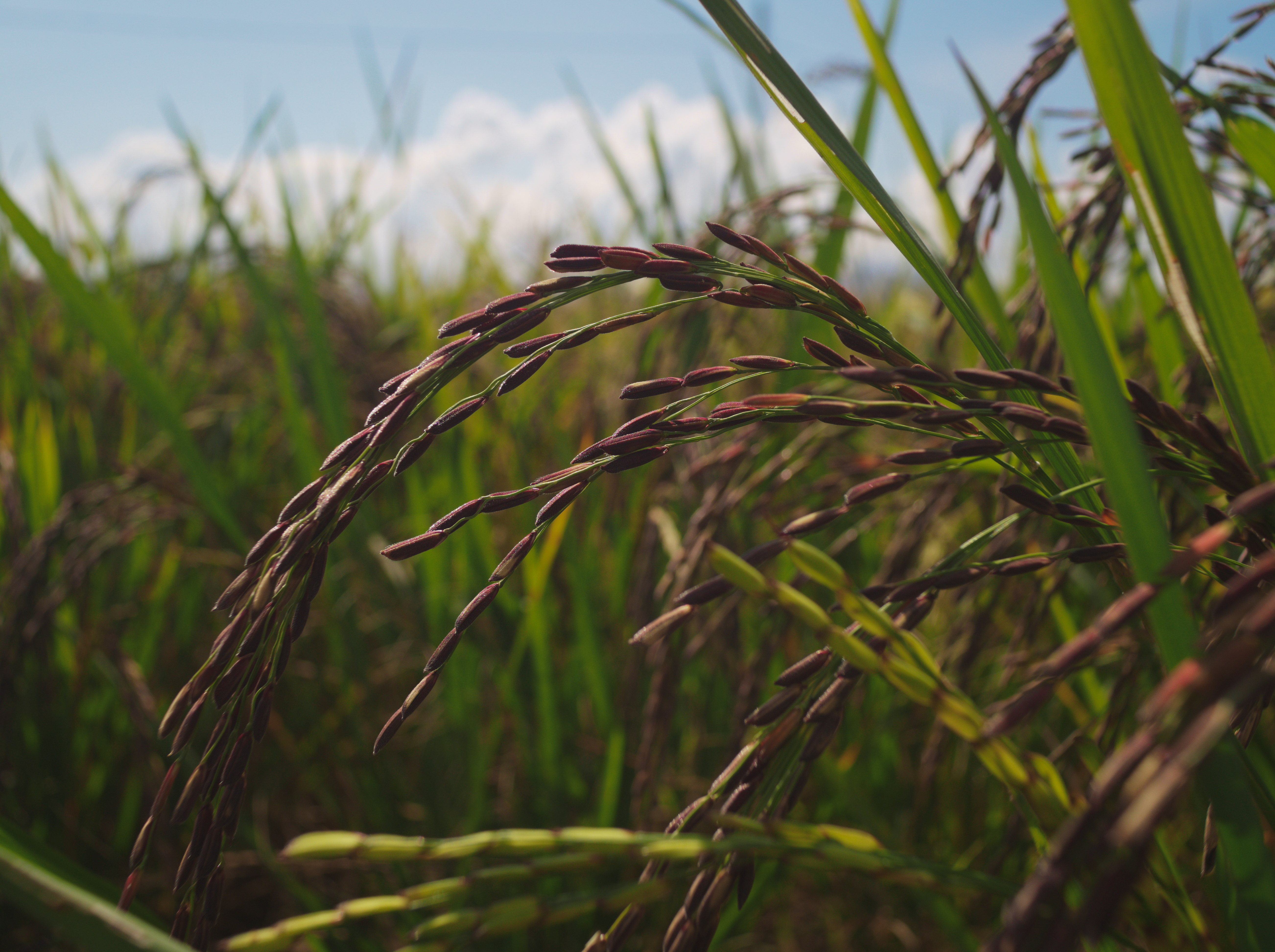 rice farmer in Thailand
