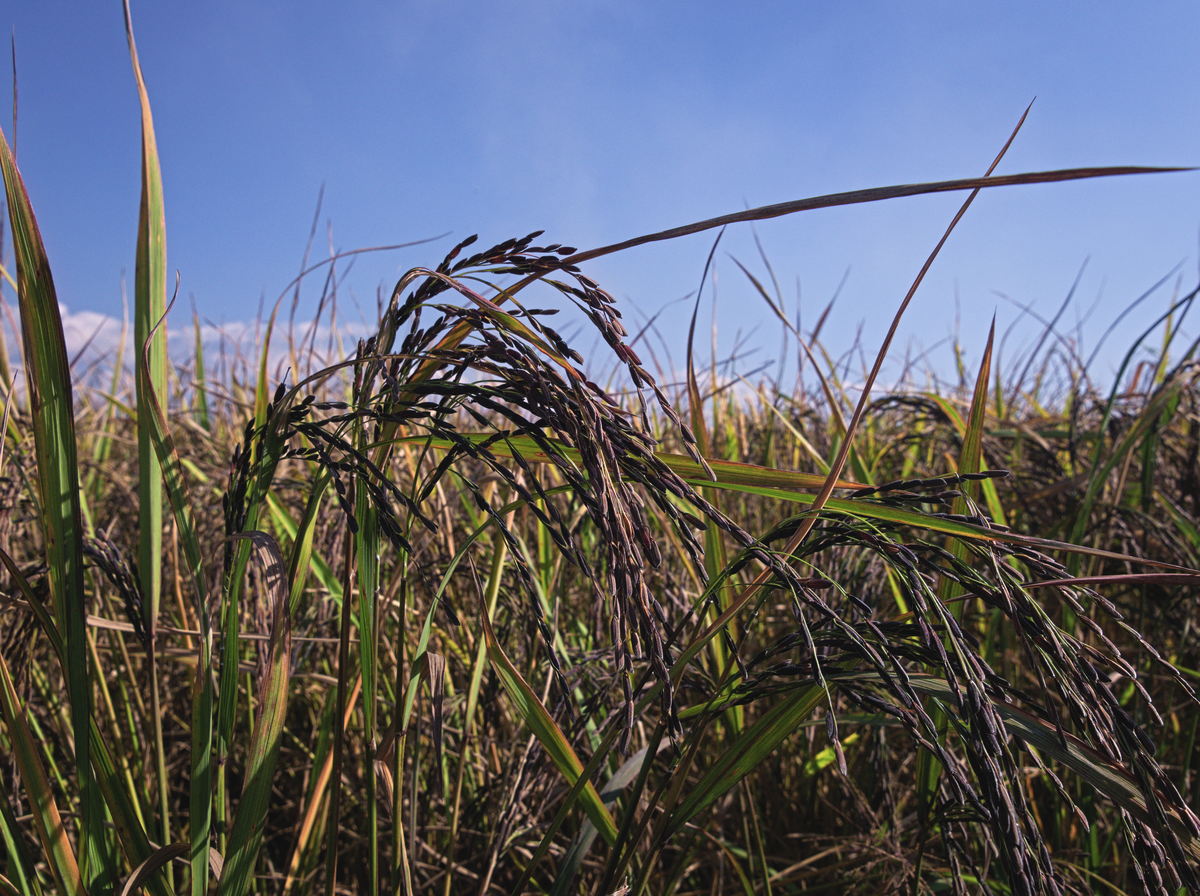 black rice ready for harvest