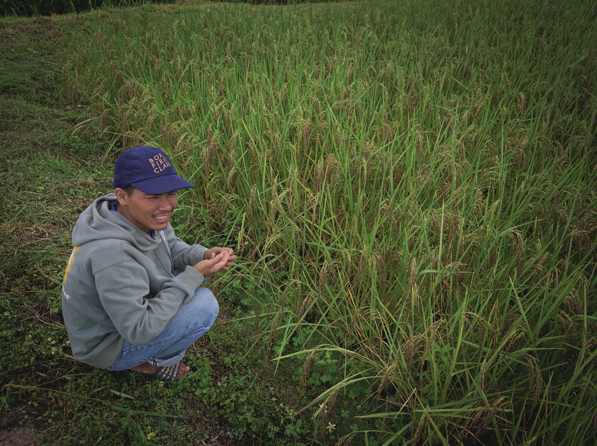 growing black rice in Chiang Mai, Northern Thailand
