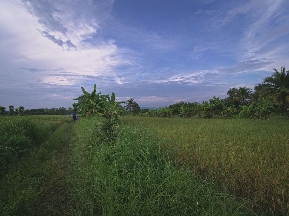 growing black rice in Chiang Mai, Northern Thailand