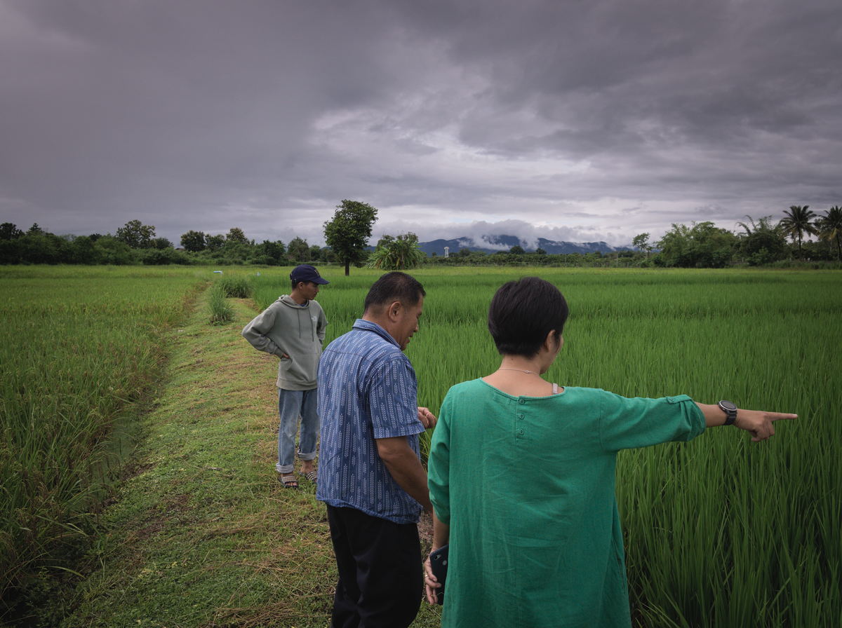 growing black rice in Chiang Mai, Northern Thailand