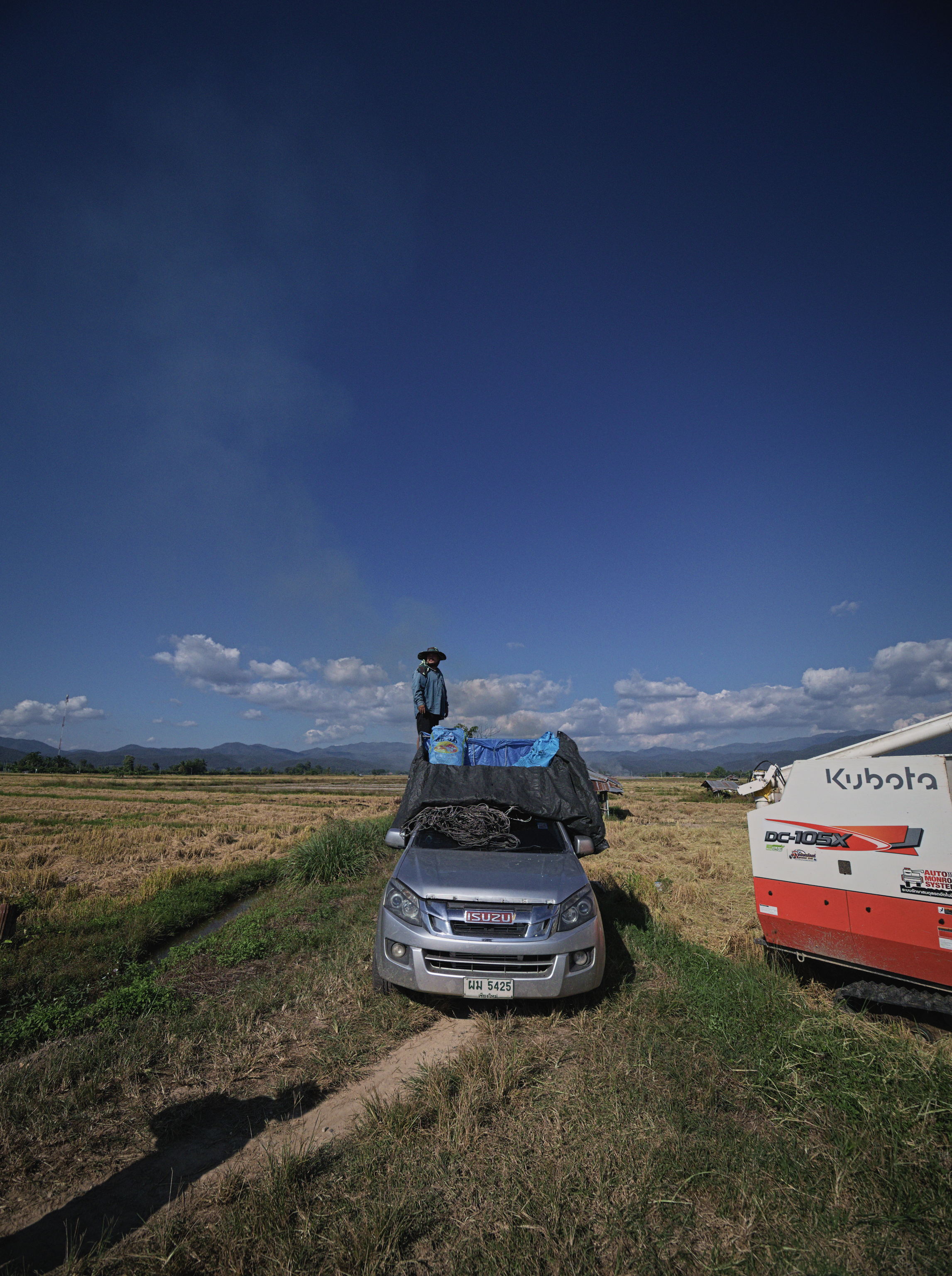 harvesting in Phrao