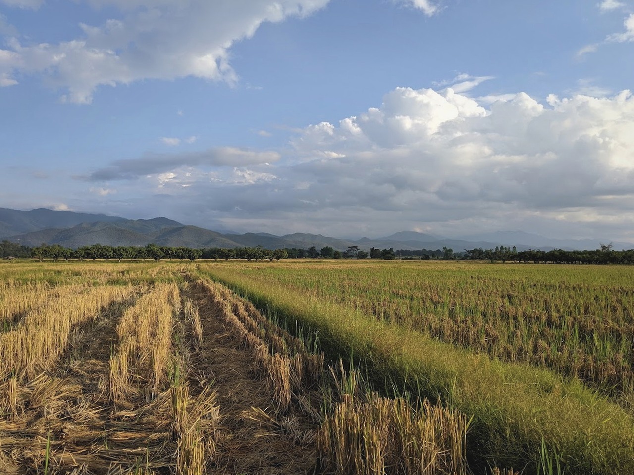 rice farmer in Thailand