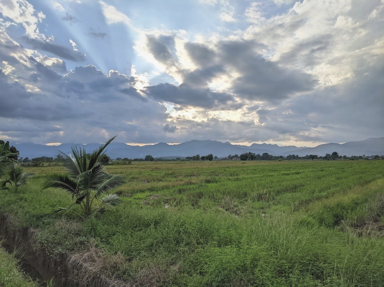 rice farmer in Thailand