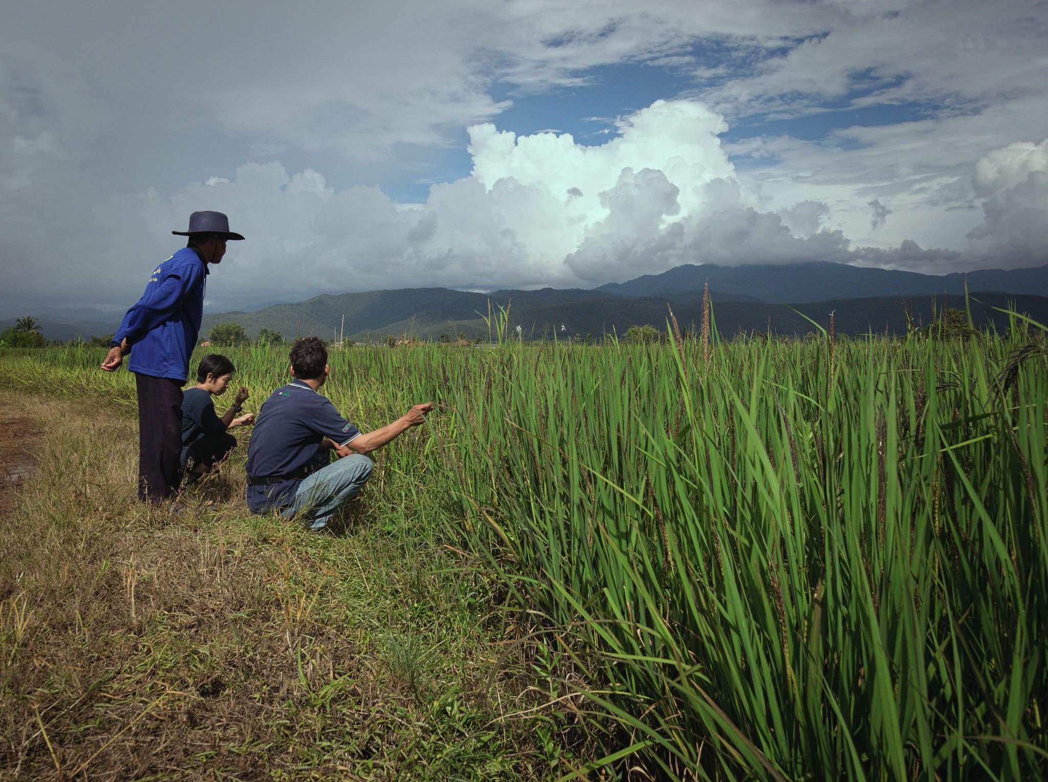 growing black rice in Chiang Mai, Northern Thailand