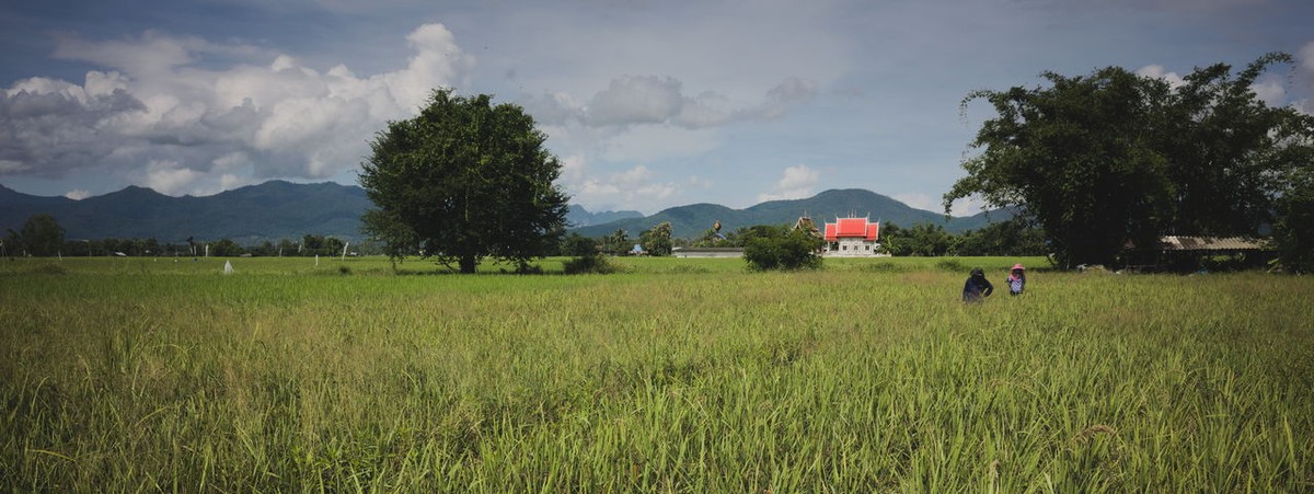 growing organic rice in Northern Thailand