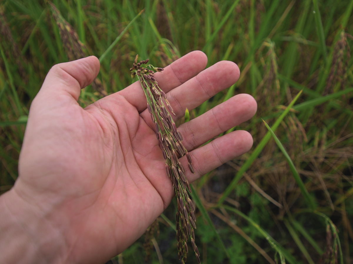 growing black rice in Chiang Mai, Northern Thailand
